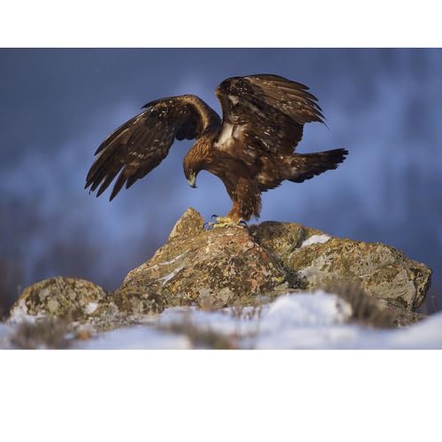 Puzzles für Erwachsene, 1000 Teile, Seelandschaft, städtische Landschaftstiere, Herausforderung, Puzzles für Erwachsene, geeignet für Heimdekoration und Geschenke. von YUXU