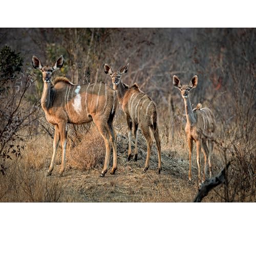 Puzzles für Erwachsene, 1000 Teile, Seelandschaft, städtische Landschaftstiere, Herausforderung, Puzzles für Erwachsene, geeignet für Heimdekoration und Geschenke. von YUXU