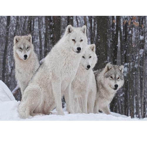 Puzzles für Erwachsene, 1000 Teile, Seelandschaft, städtische Landschaftstiere, Herausforderung, Puzzles für Erwachsene, geeignet für Heimdekoration und Geschenke. von YUXU