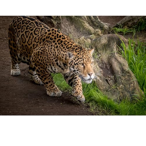 Puzzles für Erwachsene, 1000 Teile, Seelandschaft, städtische Landschaftstiere, Herausforderung, Puzzles für Erwachsene, geeignet für Heimdekoration und Geschenke. Puzzles für Erwachsene, 1000 Teile, Seelandschaft, städtische Landschaftstiere, Herausforderung, Puzzles für Erwachsene, geeignet für Heimdekoration und Geschenke. von YUXU