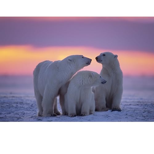 Puzzles für Erwachsene, 1000 Teile, Seelandschaft, städtische Landschaftstiere, Herausforderung, Puzzles für Erwachsene, geeignet für Heimdekoration und Geschenke. Puzzles für Erwachsene, 1000 Teile, Seelandschaft, städtische Landschaftstiere, Herausforderung, Puzzles für Erwachsene, geeignet für Heimdekoration und Geschenke. von YUXU