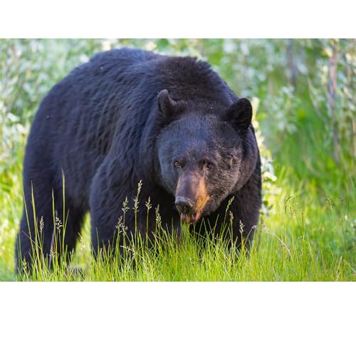 Puzzles für Erwachsene, 1000 Teile, Seelandschaft, städtische Landschaftstiere, Herausforderung, Puzzles für Erwachsene, geeignet für Heimdekoration und Geschenke. Puzzles für Erwachsene, 1000 Teile, Seelandschaft, städtische Landschaftstiere, Herausforderung, Puzzles für Erwachsene, geeignet für Heimdekoration und Geschenke. von YUXU