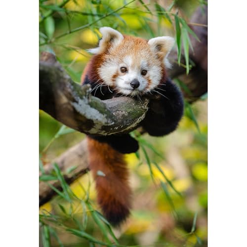 Puzzles für Erwachsene, 1000 Teile, Seelandschaft, städtische Landschaftstiere, Herausforderung, Puzzles für Erwachsene, geeignet für Heimdekoration und Geschenke. Puzzles für Erwachsene, 1000 Teile, Seelandschaft, städtische Landschaftstiere, Herausforderung, Puzzles für Erwachsene, geeignet für Heimdekoration und Geschenke. von YUXU