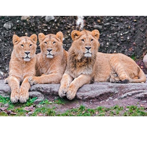 Puzzles für Erwachsene, 1000 Teile, Seelandschaft, städtische Landschaftstiere, Herausforderung, Puzzles für Erwachsene, geeignet für Heimdekoration und Geschenke. Puzzles für Erwachsene, 1000 Teile, Seelandschaft, städtische Landschaftstiere, Herausforderung, Puzzles für Erwachsene, geeignet für Heimdekoration und Geschenke. von YUXU