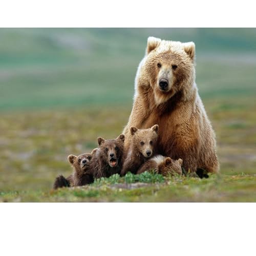 Puzzles für Erwachsene, 1000 Teile, Seelandschaft, städtische Landschaftstiere, Herausforderung, Puzzles für Erwachsene, geeignet für Heimdekoration und Geschenke. von YUXU