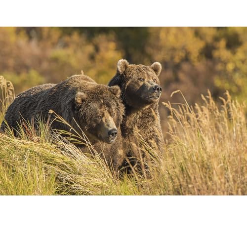 Puzzles für Erwachsene, 1000 Teile, Seelandschaft, städtische Landschaftstiere, Herausforderung, Puzzles für Erwachsene, geeignet für Heimdekoration und Geschenke. Puzzles für Erwachsene, 1000 Teile, Seelandschaft, städtische Landschaftstiere, Herausforderung, Puzzles für Erwachsene, geeignet für Heimdekoration und Geschenke. von YUXU