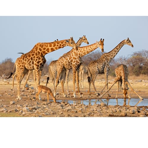 Puzzles für Erwachsene, 2000 Teile, Seelandschaft, städtische Landschaftstiere, Herausforderung, Puzzles für Erwachsene, geeignet für Heimdekoration und Geschenke. von YUXU