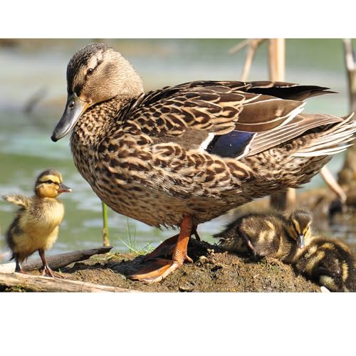 Puzzles für Erwachsene, 2000 Teile, Seelandschaft, städtische Landschaftstiere, Herausforderung, Puzzles für Erwachsene, geeignet für Heimdekoration und Geschenke. von YUXU
