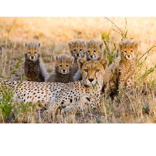 Puzzles für Erwachsene, 2000 Teile, Seelandschaft, städtische Landschaftstiere, Herausforderung, Puzzles für Erwachsene, geeignet für Heimdekoration und Geschenke. Puzzles für Erwachsene, 2000 Teile, Seelandschaft, städtische Landschaftstiere, Herausforderung, Puzzles für Erwachsene, geeignet für Heimdekoration und Geschenke. von YUXU
