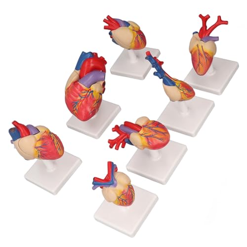 Modell des Menschen Herz, 7pcs Menschliches Herz mit Unterstützung Basis PVC Lebensgröße Herz Anatomie Modell für Medizinische Unterrichtsbildung Klassenzimmer, Model Tiere Modell des Menschen Herz, 7pcs Menschliches Herz mit Unterstützung Basis PVC Lebensgröße Herz Anatomie Modell für Medizinische Unterrichtsbildung Klassenzimmer, Model Tiere von YWBL-WH