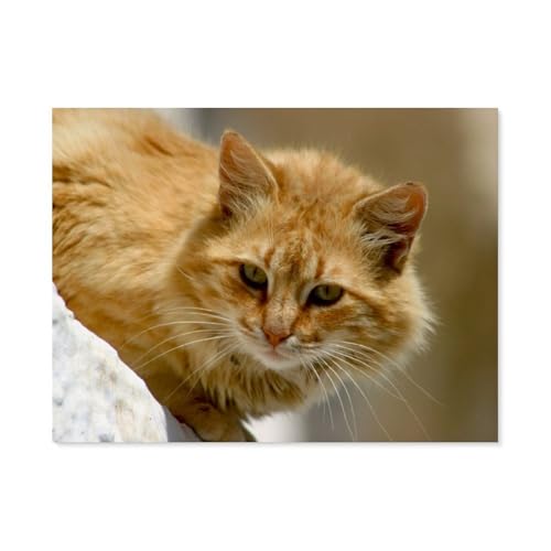 1000 Stück，Katze auf Santorini，Puzzle Für Erwachsene Lernspielzeug Für Kinder Kreative Spiele Unterhaltung Holz Puzzles Home Decor（75x50cm）-AS41 von YYHMKBYY