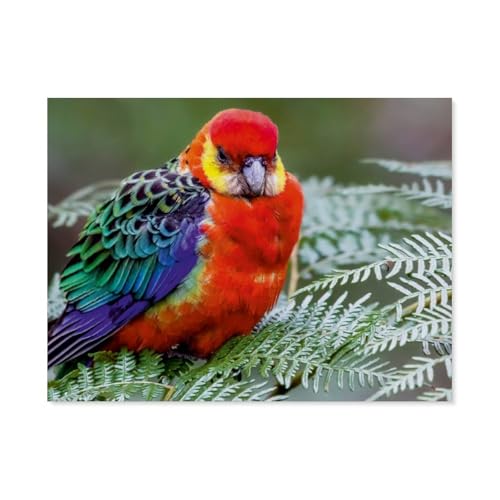 1000 Stück Puzzle，Western Rosella，Erwachsene Kinder Papiers pielzeug Lernspiel（38x26cm）-AT56 von YYHMKBYY