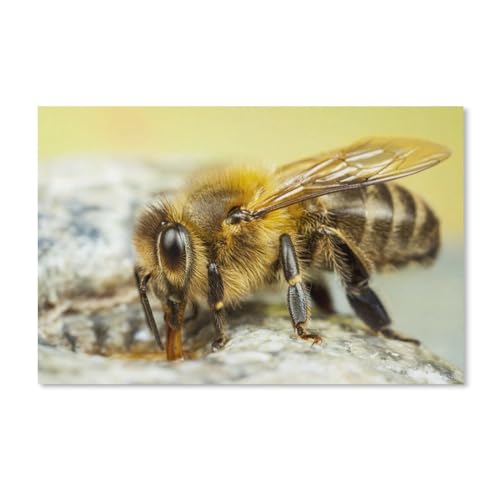 1000-Stück Puzzle Für Erwachsene Und Kinder-Holz Puzzle，Biene sammelt Honig，Familie Interaktive Spiele Große Ferien Freizeit(75x50cm-G49 von YYHMKBYY