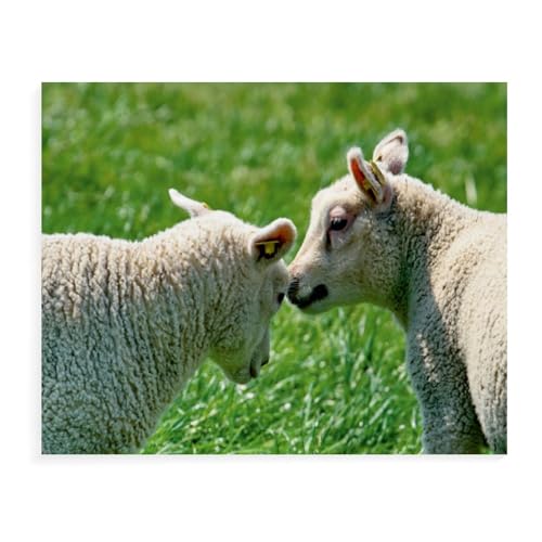 1000 Teile Puzzle，Junge Texelscharpie，Für Kinder Und Erwachsene Papier Personalisiertes Puzzle-Spaß-Spiel（38x26cm）-AW23 von YYHMKBYY