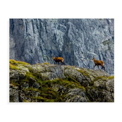 Die Gämse, Slovakei，1000 Teile Puzzles, Holz Craft, Hochwertiges Modernes Puzzle, DIY, Für Erwachsene Und Kinder Ab 12 Jahren（75x50cm）-AW68 von YYHMKBYY