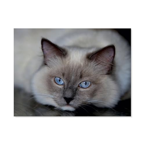 Holz Jigsaw Puzzle 1000 Stück，Ragdolls，Erwachsene Kinder Spielzeug Dekompressionsspiel（75x50cm）-AP90 von YYHMKBYY
