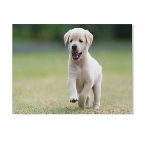 Holz Puzzle 1000 Stück，Hunde, Welpen, Labrador, Golden Retriever，Puzzles Lernspielzeug Für Erwachsene Geburtstagsgeschenk（75x50cm-541 von YYHMKBYY