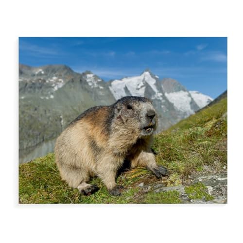 Holz Puzzle Puzzle 1000 Teile，Murmel mit Großglockner，Erwachsene Klassische Pädagogisches Spielzeug Kinder Lernspiel Herausforderndes Puzzles（75x50cm）-AX37 von YYHMKBYY