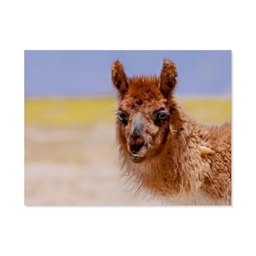 Jigsaw Puzzles 1000 Stück，Alpaka，Für Papierkinder Spiele Lernspielzeug（38x26cm）-AT52 von YYHMKBYY