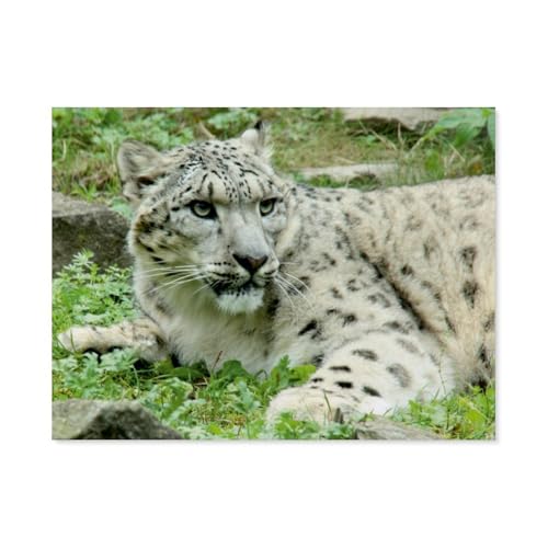 Puzzle 1000 Teile Erwachsene，Der Schneeleopard，Klassische Puzzles Schwer Pädagogisches Spielzeug für Erwachsene und Kinder（38x26cm）-BA74 von YYHMKBYY