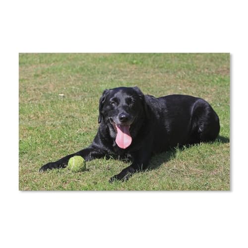 Puzzle 1000 Teile Erwachsene Kinde Spaß Lernspielzeug Geschenke，Schwarzer Labrador（52x38cm）-F12 von YYHMKBYY