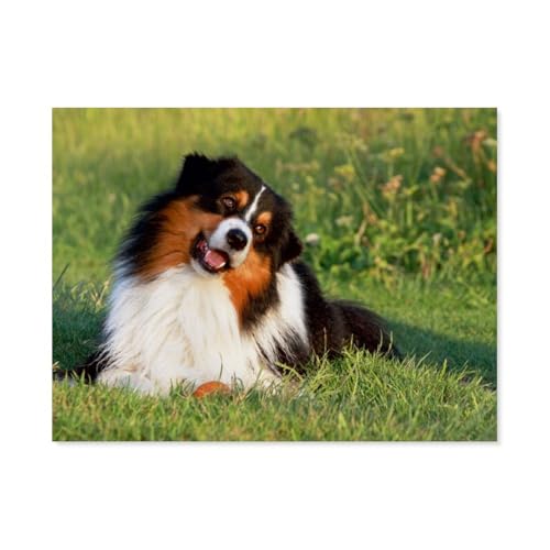 Puzzle 1000 Teile für Erwachsene，Australian Shepherd，Impossible Geschicklichkeitsspiel für Die Ganze Familie, Farbenfrohes Legespiel, Home Dekoration（38x26cm）-AZ49 von YYHMKBYY