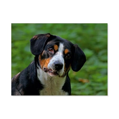 Puzzle 1000 Teile für Erwachsene，Entlebucher Sennenhunde，Impossible Geschicklichkeitsspiel für Die Ganze Familie, Farbenfrohes Legespiel, Home Dekoration（38x26cm）-AY86 von YYHMKBYY