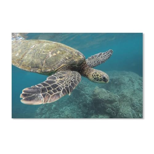 Puzzle 1000 Teile für Erwachsene，Meeresschildkröte schwimmt unter Wasser，Puzzle Puzzle Schwierig Perfektes Pädagogisches Geschenk für Jungen Und Mädchen（38x26cm）-G72 von YYHMKBYY