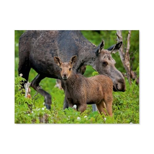 Puzzle 1000 Teile für Erwachsene，Wachsamer Elch，Impossible Geschicklichkeitsspiel für Die Ganze Familie, Farbenfrohes Legespiel, Home Dekoration（38x26cm）-BA33 von YYHMKBYY