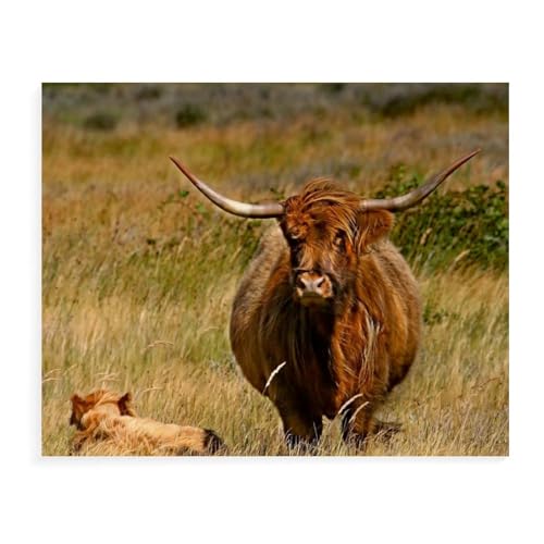 Puzzle für Erwachsene 1000 Teile，Schottische Hochlandrinder bei，für Erwachsene und Kinder, Papier Puzzle, Kunstwerk, geistiges Lernspielzeug, Geschenke（50x70cm）-AW21 von YYHMKBYY