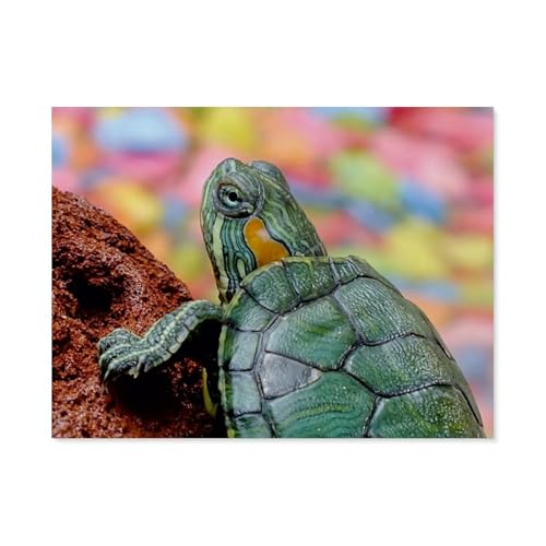 Puzzles 1000 Stück，Kleine Schildkröte，Spielzeug Zur Stressreduktion Für Familien Puzzle - Personalisierte Herausforderungs-Spielzeuge Für Erwachsene（50x70cm）-BA59 von YYHMKBYY