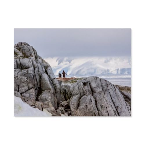 Puzzles 1000 Stück，Pinguin - Antarktis，Spielzeug Zur Stressreduktion Für Familien Puzzle - Personalisierte Herausforderungs-Spielzeuge Für Erwachsene（50x70cm）-BA38 von YYHMKBYY