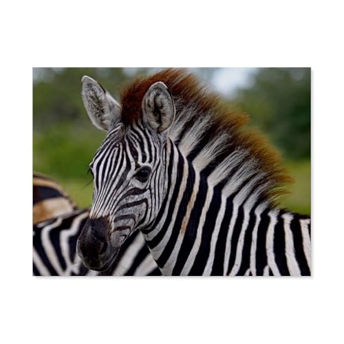 Puzzles 1000 Stück Holz Montage Bild，Zebra-Nachwuchs, Afrika，Erwachsene Spiele Lernspielzeug（75x50cm）-AR32 von YYHMKBYY