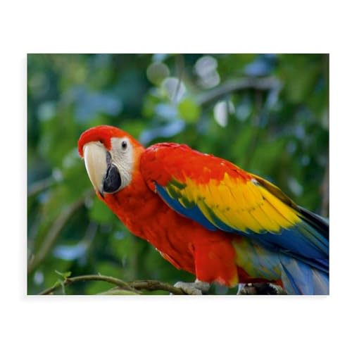 Roter Ara，Für Erwachsene Familie Stress Relief Puzzle Spielzeug - Familie Spaß Herausforderung Spielzeug - 1000 Teile Puzzle（50x70cm）-AX29 von YYHMKBYY