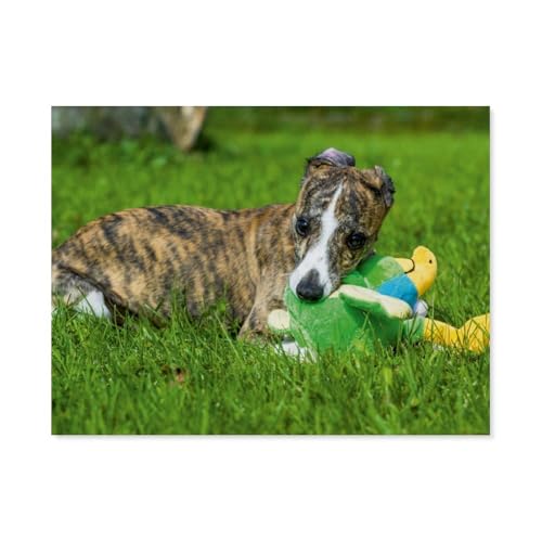 Whippet，Puzzles 1000 Teile für Erwachsene, Klassische Puzzle Kinder Puzzle Herausfordernde Und Schwierige Rätsel für Erwachsene Und Jugendliche（38x26cm）-AP60 von YYHMKBYY