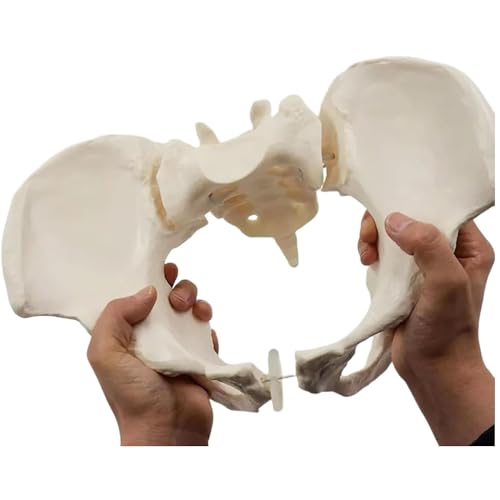 Lebensgroßes flexibles weibliches Beckenmodell, medizinisches Bildungsmodell für weibliches Becken, Hüftknochen-Beckenmodell, weibliches anatomisches Modell für wissenschaftliche Bildung von YZBBSH