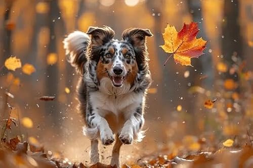 Fun Jigsaw Puzzle 500 Teile für Erwachsene Herbst Blatt Hund Border Collie Tier Jigsaw, Spiel Geschenk Puzzle Hundeliebhaber Geschenk 52.1 cmx38.1 cm von Yaesttie