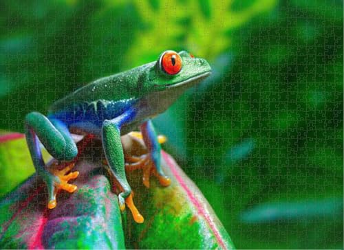 Fun Jigsaw Puzzle 500 Teile für Erwachsene Red Eyed Tree Frog Puzzles Clearance Schwierige Coole harte Puzzles 52,1 x 38,1 cm Fun Jigsaw Puzzle 500 Teile für Erwachsene Red Eyed Tree Frog Puzzles Clearance Schwierige Coole harte Puzzles 52,1 x 38,1 cm von Yaesttie