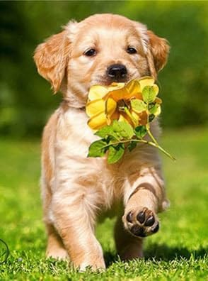 Lustiges Puzzle 500 Teile für Erwachsene Golden Retriever mit Blumen Puzzle Golden Puppy Educational Intellectual Games Home Decor Geschenke 52.1 cmx38.1 cm Lustiges Puzzle 500 Teile für Erwachsene Golden Retriever mit Blumen Puzzle Golden Puppy Educational Intellectual Games Home Decor Geschenke 52.1 cmx38.1 cm von Yaesttie