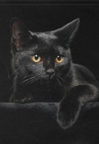 Lustiges Puzzle 500 Teile für Erwachsene Schwarze Katze Holz Pädagogische Puzzle Dekorationen Geschenk 52,1 x 38,1 cm Lustiges Puzzle 500 Teile für Erwachsene Schwarze Katze Holz Pädagogische Puzzle Dekorationen Geschenk 52,1 x 38,1 cm von Yaesttie