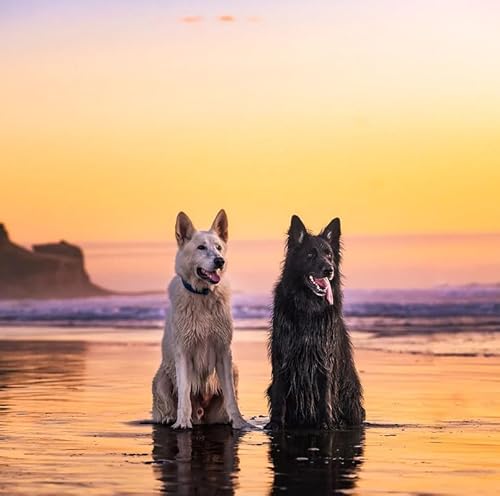 Lustiges Puzzle 500 Teile für Erwachsene Sonnenuntergang Groenendael - Niedlicher Belgischer Schäferhund Holzpuzzle Herausforderendes Puzzle Pädagogisches Geschenk für Hundeliebhaber 52,1 x 38,1 cm Lustiges Puzzle 500 Teile für Erwachsene Sonnenuntergang Groenendael - Niedlicher Belgischer Schäferhund Holzpuzzle Herausforderendes Puzzle Pädagogisches Geschenk für Hundeliebhaber 52,1 x 38,1 cm von Yaesttie