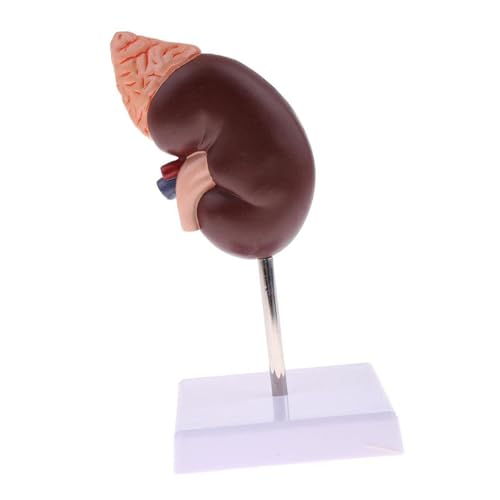 Yanmis Normales Modell der Menschlichen Nierenanatomie mit Funktioneller Zonierung, Anatomischer Nierenmodell für das Lehren und Anzeigen, Bemaltes PVC -Material Yanmis Normales Modell der Menschlichen Nierenanatomie mit Funktioneller Zonierung, Anatomischer Nierenmodell für das Lehren und Anzeigen, Bemaltes PVC -Material von Yanmis