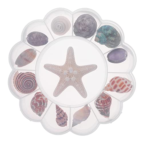 Yardenfun 13 Stück Teiliges Natürlicher Muscheln Seestern und Schneckenornamente für DIY Dekoration im Aquarium und Tischdeko Kreative Handarbeiten Yardenfun 13 Stück Teiliges Natürlicher Muscheln Seestern und Schneckenornamente für DIY Dekoration im Aquarium und Tischdeko Kreative Handarbeiten von Yardenfun