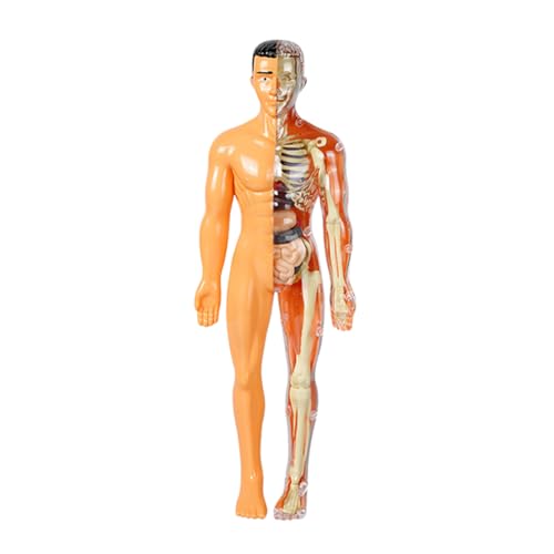 Yardwe 1 Satz Anatomie-Kit des menschlichen Körpers für Stengel Ausbildung Knochen Lernen Anatomie Figur Anatomie-Puzzle Anatomie Skelettmodell Plastik Yardwe 1 Satz Anatomie-Kit des menschlichen Körpers für Stengel Ausbildung Knochen Lernen Anatomie Figur Anatomie-Puzzle Anatomie Skelettmodell Plastik von Yardwe