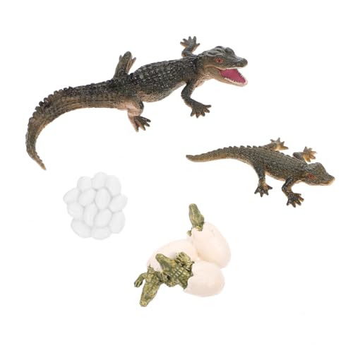 Yardwe 1satz Lebenszyklus Modellspielzeug Pädagogisches Alligator Figuren Zur Frühen Bildung Für Kreative Projekte Gartendekoration Und Lernspielzeug von Yardwe