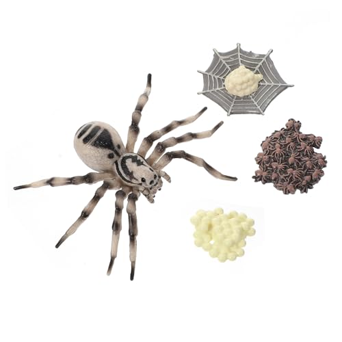Yardwe 1 Satz Tarantula Wachstumszyklus Modell Realistisches Kunststoff Spielfigur für Frühe Bildung Lernspielzeug und Dekoration für Projekte und Fotorequisiten Hochdetailliertes Yardwe 1 Satz Tarantula Wachstumszyklus Modell Realistisches Kunststoff Spielfigur für Frühe Bildung Lernspielzeug und Dekoration für Projekte und Fotorequisiten Hochdetailliertes von Yardwe