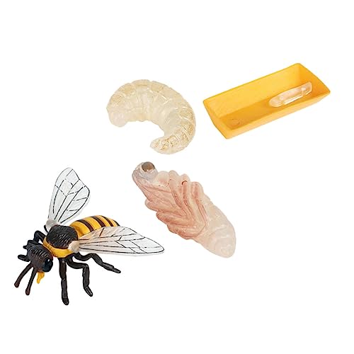 Yardwe 1Satz Bienenentwicklungsmodell Teiliges zur des Biologischen Verständnisses für Sicher und Langlebig als für Kleine von Yardwe