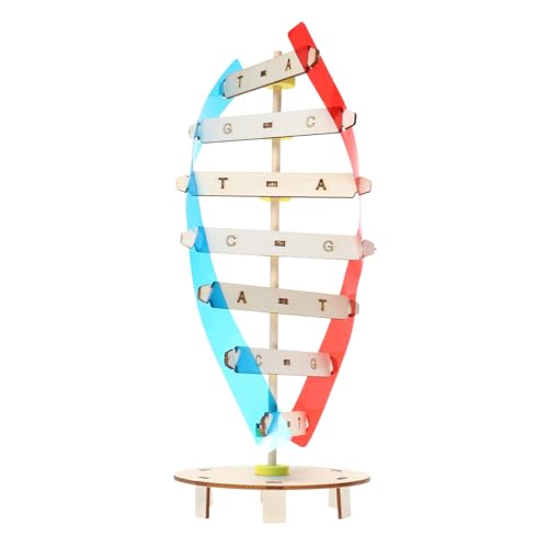 Yardwe 1Satz DIY DNA Modell Holzspielzeug Doppelhelix Struktur für Fördert Feinmotorik und Wissenschaftliches für Biologieunterricht und Kreative Lernaktivitäten Yardwe 1Satz DIY DNA Modell Holzspielzeug Doppelhelix Struktur für Fördert Feinmotorik und Wissenschaftliches für Biologieunterricht und Kreative Lernaktivitäten von Yardwe