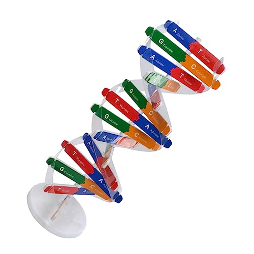 Yardwe 1Satz DNA Modell für Selbstmontage Wissenschaftliches Lehrmittel für Klassenzimmer DIY DNA Doppelhelix Modell für Biologische Experimente und Bildung Yardwe 1Satz DNA Modell für Selbstmontage Wissenschaftliches Lehrmittel für Klassenzimmer DIY DNA Doppelhelix Modell für Biologische Experimente und Bildung von Yardwe