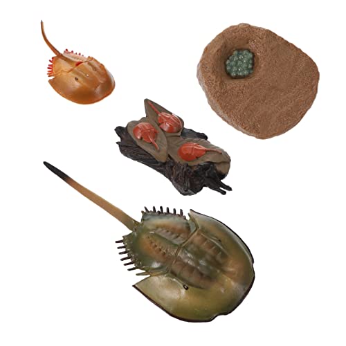 Yardwe 1Satz Hufeisenkrabben Lebenszyklus Modell Kognitives Zur des Naturverständnisses Für Wissenschaftsmuseen Und Kindergarten Aus Hochwertigen Sicheren Yardwe 1Satz Hufeisenkrabben Lebenszyklus Modell Kognitives Zur des Naturverständnisses Für Wissenschaftsmuseen Und Kindergarten Aus Hochwertigen Sicheren von Yardwe